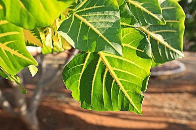 集众所长，“汇流”登场！宝可梦卡牌补充包“九彩汇聚”梦幻来袭