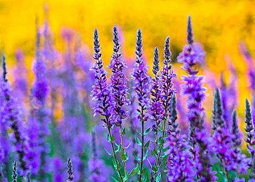 科隆游戏展第一批获奖作品出炉 最佳PS游戏《艾尔登法环》